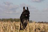 BOUVIER DES FLANDRES 230